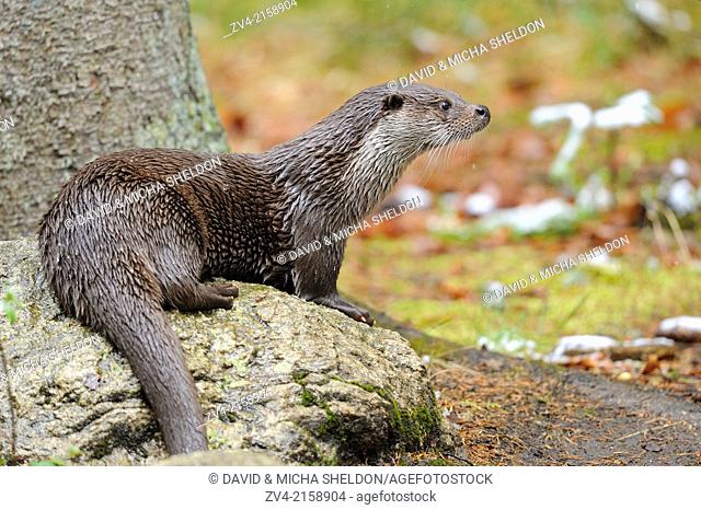 European otter (Lutra lutra) in the Bavarian forest, Germany