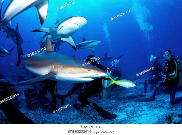 Carribbean reef shark (Carcharhinus perezi), several animals surrounding a group of divers, Belize, Caribbean Sea