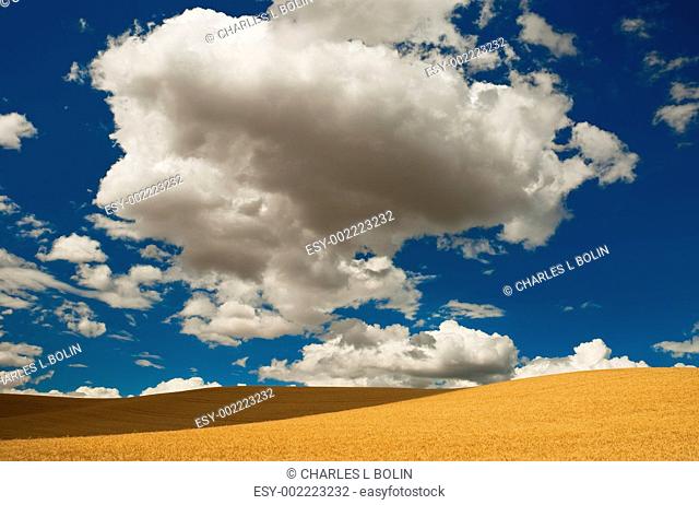 Puffy clouds and wheat fields, Latah County, Idaho, USA