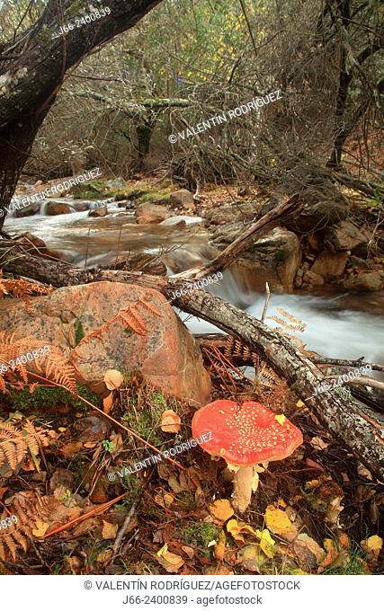 mushroom (Amanita muscaria) on the route Los Navalucillos. National park Cabañeros. Spain
