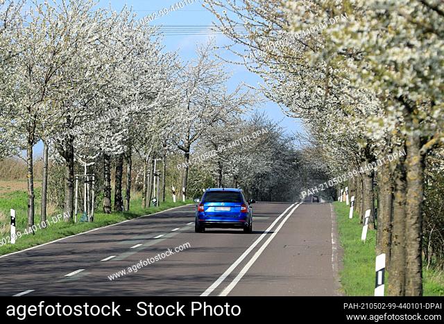 24 April 2021, Saxony-Anhalt, Magdeburg: A car drives along a country road past blossoming cherry and pear trees in the south of the state capital
