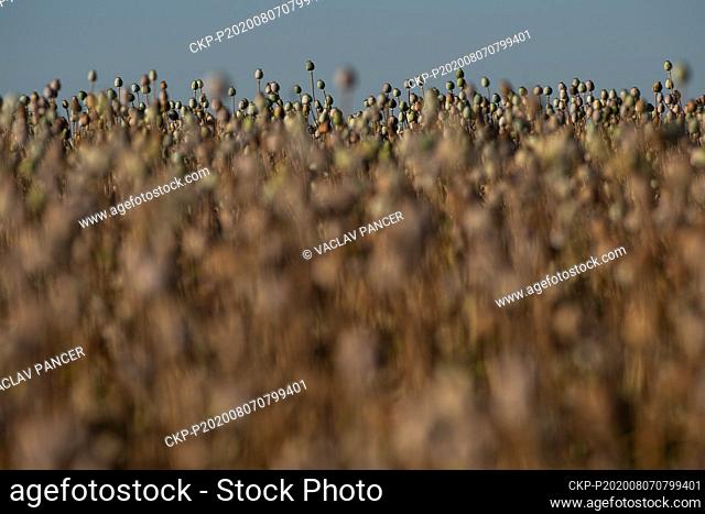 Opium poppy field is seen near Tyn nad Vltavou, Budweis, Czech Republic, on July 31, 2020. (CTK Photo/Vaclav Pancer)