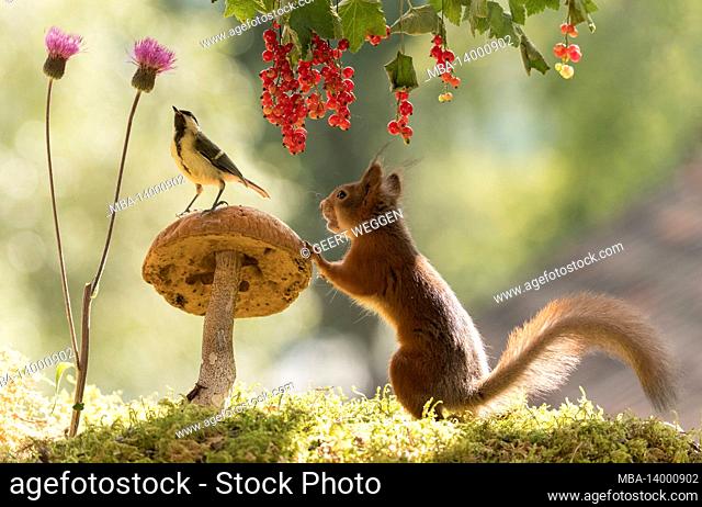 red squirrel and great tit with mushroom, red currant and thistle