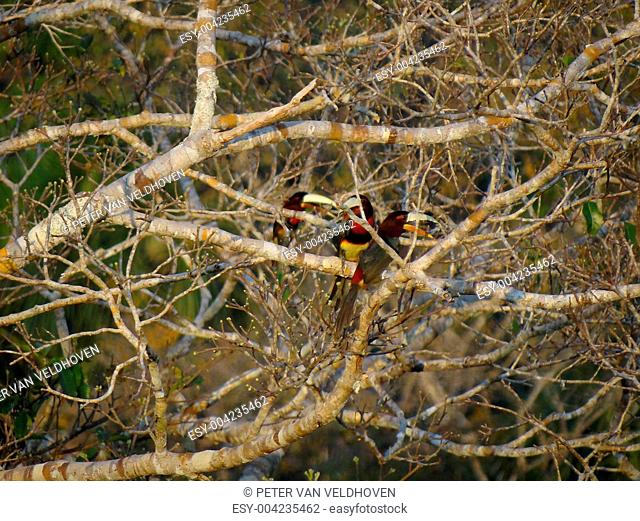 Three aracaris in a tree in the rainforest