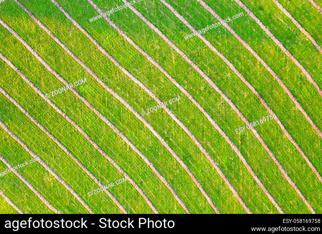 Green natural background with diagonal structure from aerial perspective. Drone view of meadow with fresh grass growing in summer and mowed hay lying in long...