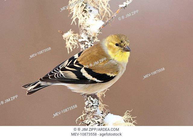 American Goldfinch - in winter plumage (Carduelis tristis). January in CT - USA