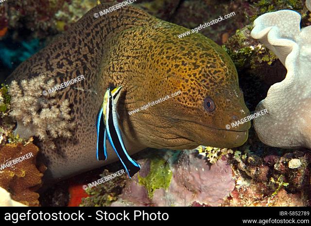 Giant Moray moray (Gymnothorax javanicus) and cleaner fish (Labroides dimidiatus), Red Sea