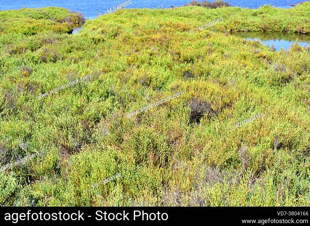 Sosa alacranera (Sarcocornia fruticosa, Arthrocnemum fruticosum or Salicornia fruticosa) is an halophyte perennial plant native to coasts and salt soils to...