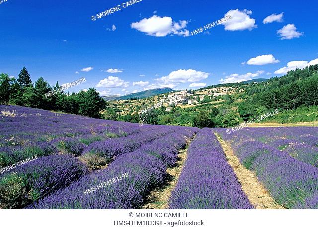 France, Vaucluse, lavander field, Aurel village in the background