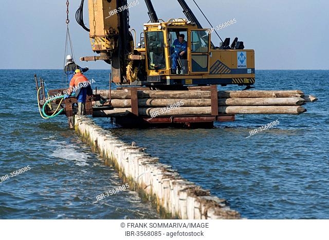Construction of a groyne with wooden poles for coastal protection