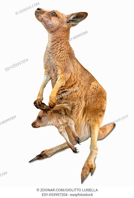 Red female kangaroo, Macropus rufus, with a baby in her pocket, isolated on white background. Concept of tenderness, protection and love