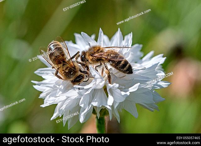 Westliche Honigbienen (Apis mellifera)auf einer Blüte