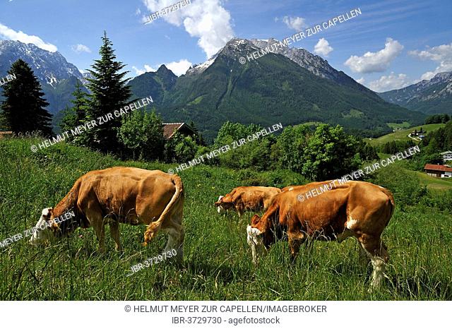 Grazing cows on a meadow in the Berchtesgaden Alps, Hochkalter Mountain at the rear, Ramsau bei Berchtesgaden, Berchtesgadener Land District, Upper Bavaria