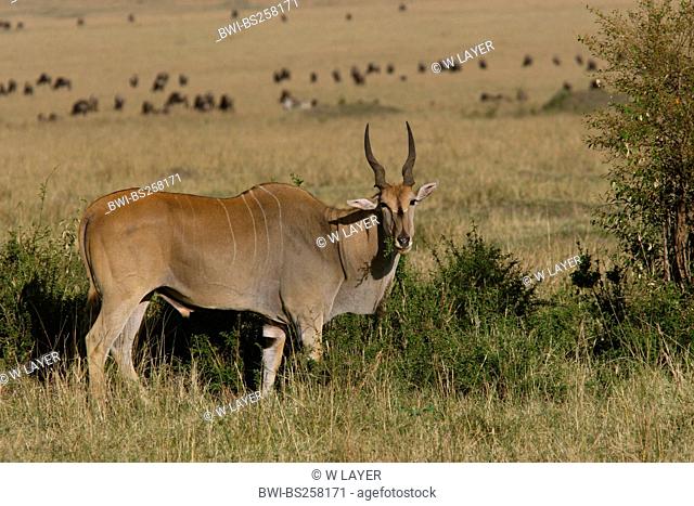Common eland, Southern Eland Taurotragus oryx, Tragelaphus oryx, single antilope feeding, Kenya, Masai Mara National Park