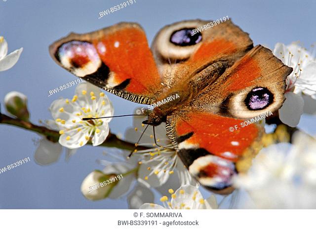 peacock moth, peacock (Inachis io, Nymphalis io), sitting on sloe blossoms, Germany