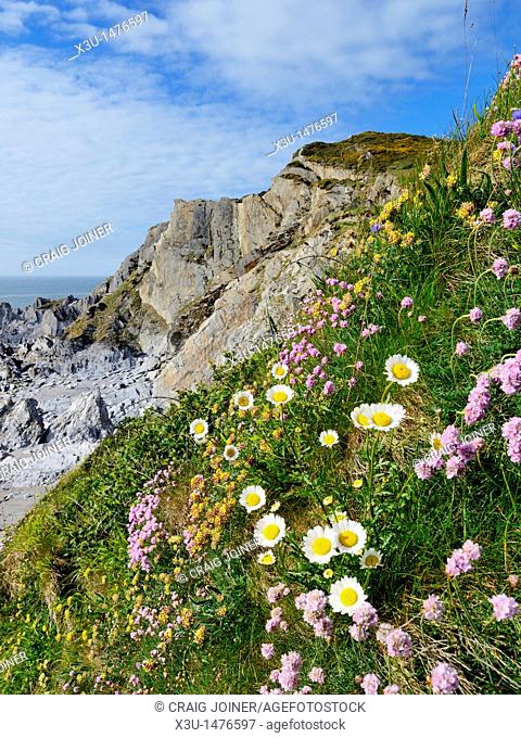 Spring Flowers on the cliff top at Rockham Bay, Mortehoe, Devon, England, United Kingdom