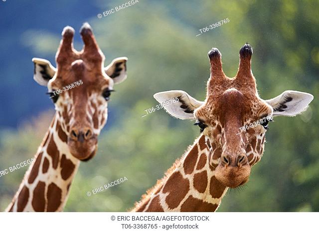 Two Reticulated giraffe {Giraffa camelopardalis reticulata} head. Captive, Beauval Zoo Parc, France
