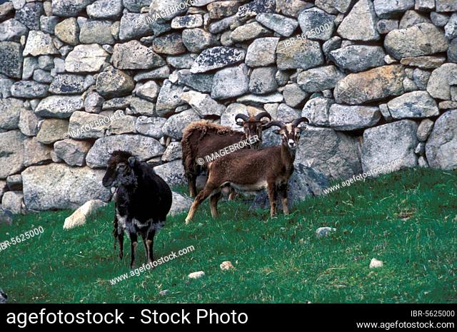 Soay Sheep, Soay Sheep, purebred, pets, ungulates, livestock, cloven-hoofed, mammals, animals, domestic sheep, Soay Sheep on Hirta, St Kilda