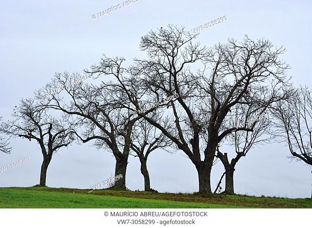 Chestnut trees in Winter. Montesinho Nature Park, Tras-os-Montes. Portugal