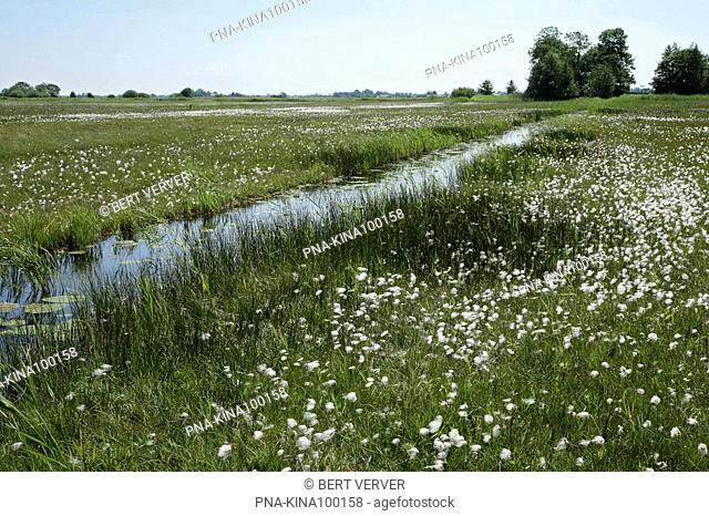 Common Cottongrass Eriophorum angustifolium - Schraallanden langs de Meije, Utrecht, The Netherlands, Holland, Europe