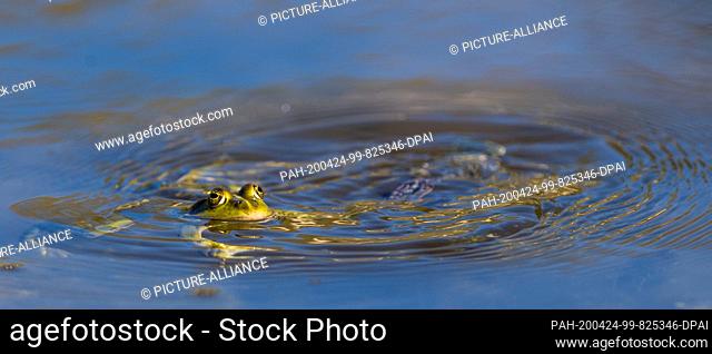 23 April 2020, Brandenburg, Potsdam: A small water frog swims in the meadow pond in Glienicker Park. Amphibians are protected by law