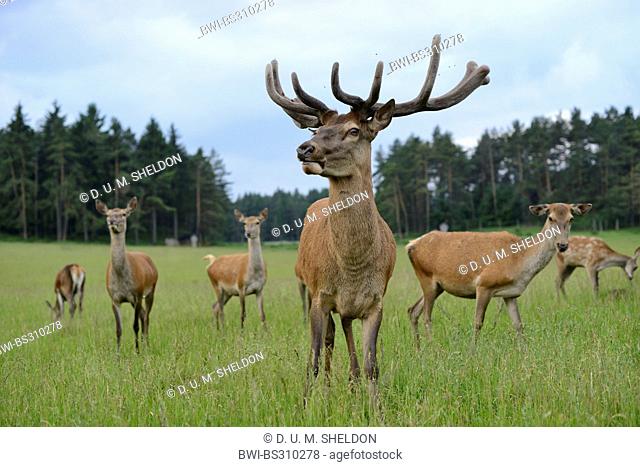 red deer (Cervus elaphus), herd in meadow, Germany