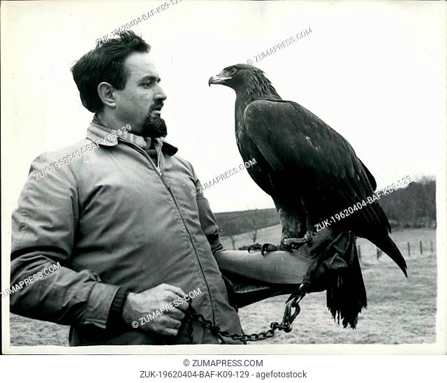 Apr. 04, 1962 - Philip has the job of 'Untaming' the golden eagle; The golden eagle is a rare bird on these shores and even rarer, is a tame one