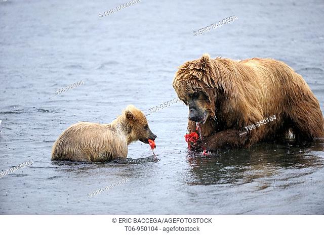 Grizzli bear mother and her cub eating salmon Ursus arctos middendorffi Kodiak Island, Alaska, USA