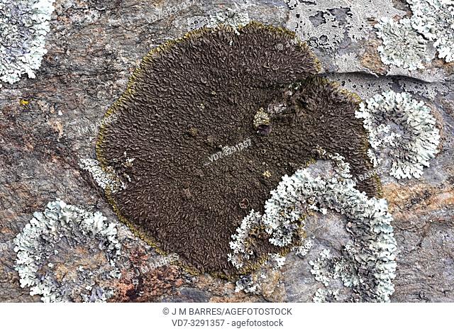 Xanthoparmelia pulla or Parmelia pulla is a foliose lichen that grows on siliceous rocks. This photo was taken in La Albera, Girona province, Catalonia, Spain