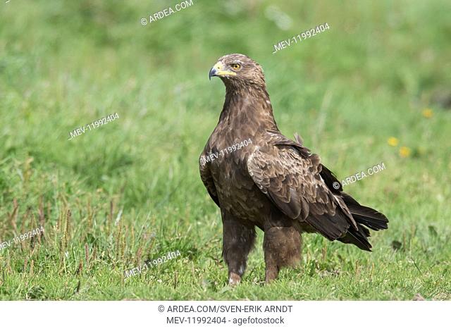 Lesser Spotted Eagle, - adult eagle - Germany