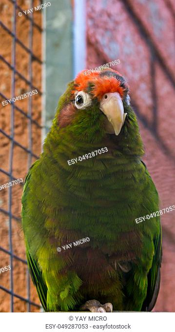 crimson fronted parakeet, a green tropical parrot with red head, from the forests of america