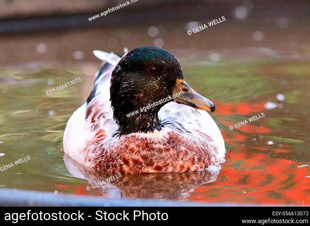 Male Snowy Call Ducks swimming in little pool . High quality photo