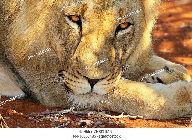 Male Lion, Leo Panthera, Garonga Safari Camp, Greater Makalali Conservancy, Limpopo, South Africa, lying, portrait