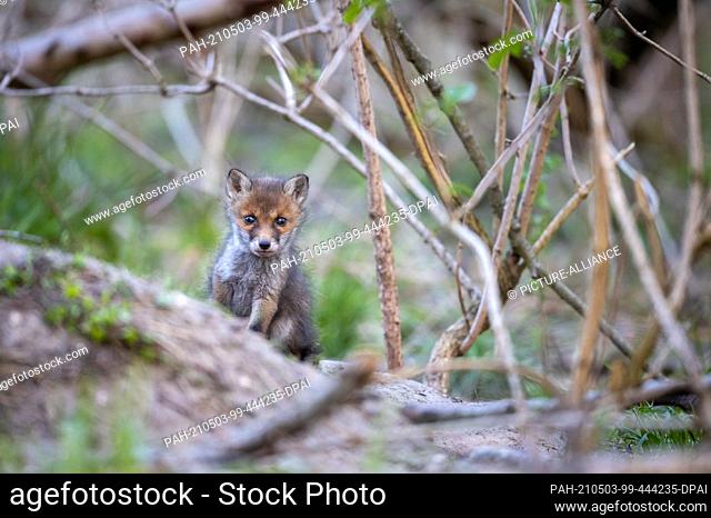 28 April 2021, Brandenburg, Potsdam: A fox cub exploring around the den. The red fox is one of the most widespread canine predators