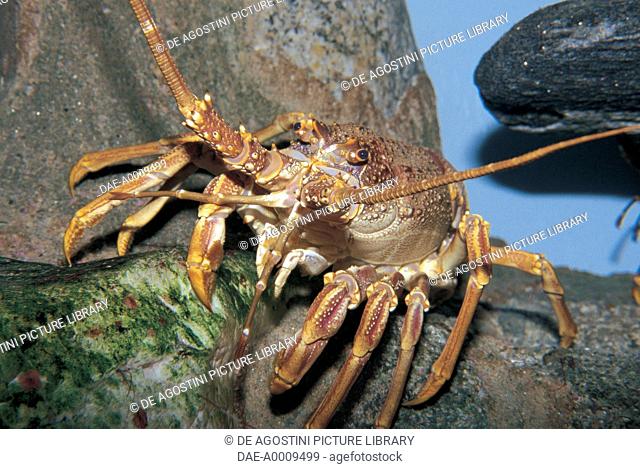 Zoology - Crustacea - Decapoda - West Coast rock lobster (Jasus lalandii)
