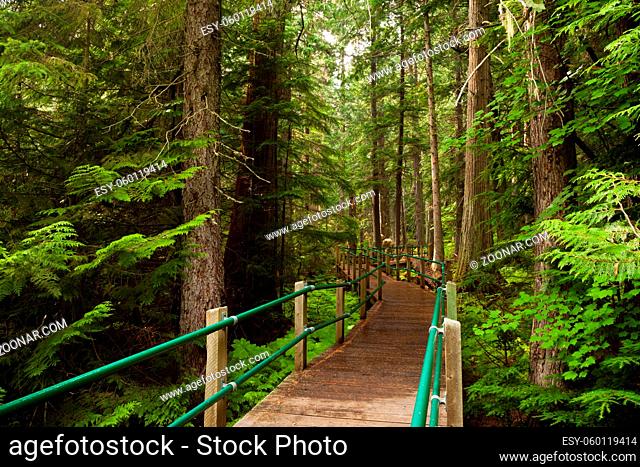 Wooden boardwalk in Mt Revelstoke National Park, British Columbia, Canada