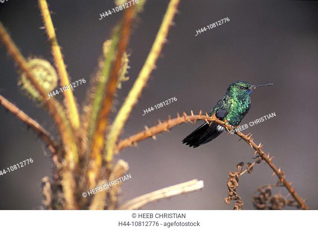 Hummingbird, Chlorestes notatus, Reserva Jose Marcio Ayres, Belem, Amazon, Brazil, South America, bird, animal