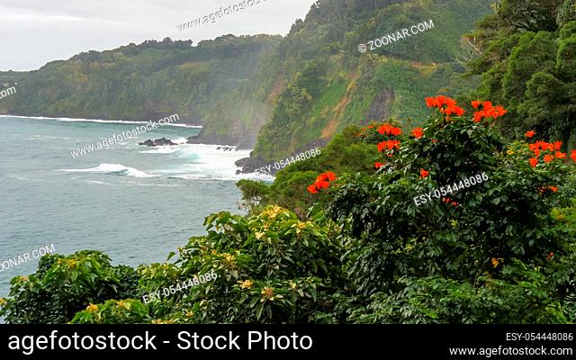 a shot of maui's honomanu bay and an african tulip tree on the road to hana