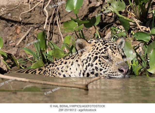 Jaguar swimming in the river close-up (Panthera onca) Pantanal, Brazil
