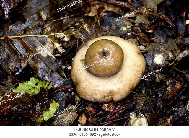 Fringed Earthstar, Sessile Earthstar (Geastrum fimbriatum), fruit body ebverted its cap to get spores better thrown out