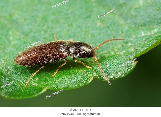 click beetle Agriotes pallidulus - De Geelders, Schijndel, Meierij, North Brabant, The Netherlands, Holland, Europe