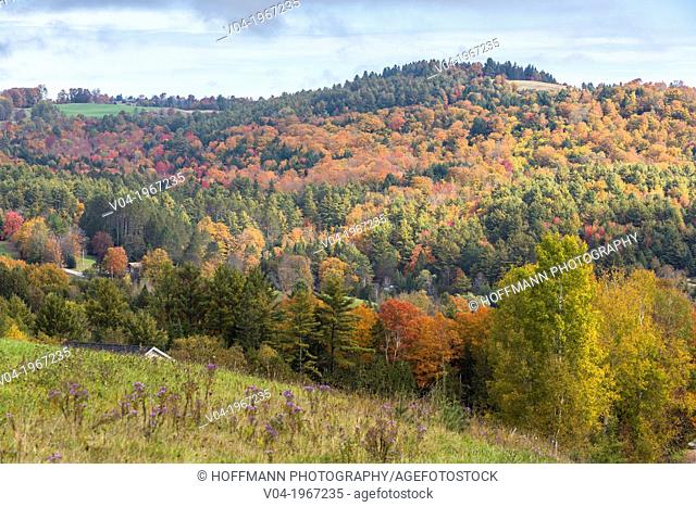 Colorful trees in the Indian Summer, Vermont, USA