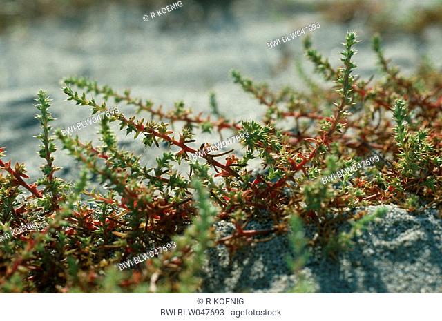 Russian thistle Salsola kali, numerous plants on salty soil