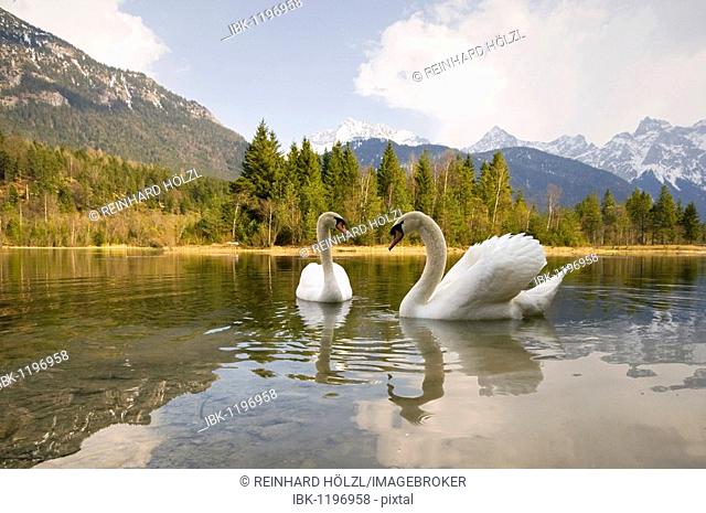 Mute Swans (Cygnus olor), Isar Reservoir near Kruen, Bavaria, Germany, Europe