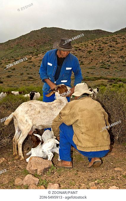 Zwei Nama Ziegenhirten lassen junge Burenziegen zum Säugen an das Muttertier, bei Kuboes, Richtersveld, Provinz Nordkap, Südafrika / Two Nama goat herders...
