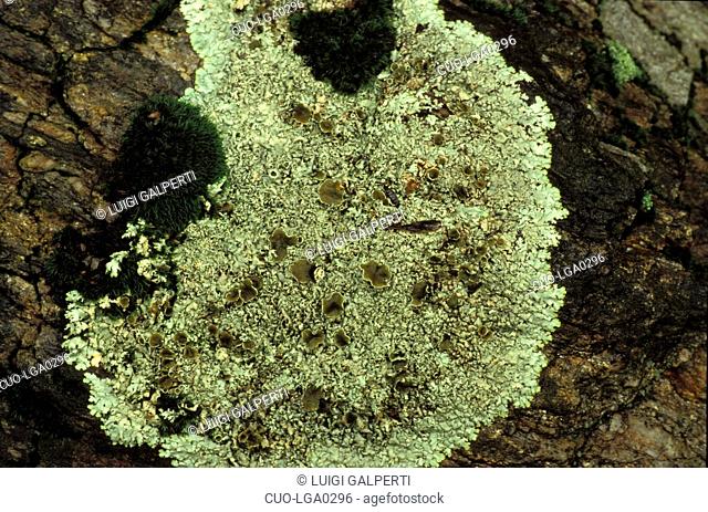 Parmelia Conspersa, Lichen, Italy