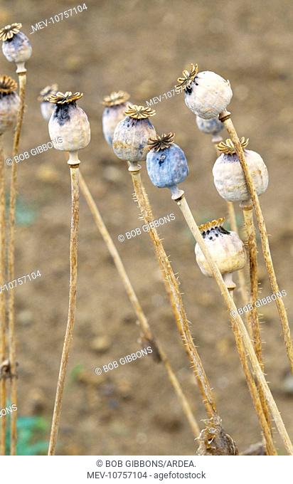 Opium POPPY - seed heads (Papaver somniferum)
