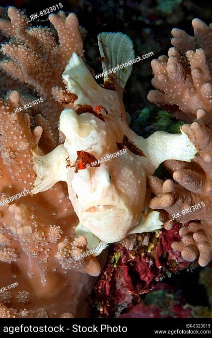 White painted frogfish (Antennarius pictus) sitting in coral lurking for prey, Red Sea, Sinai, Egypt, Africa