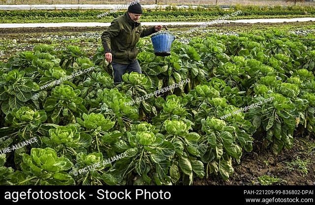 07 December 2022, Brandenburg, Potsdam: Farmer Markus Schüler harvests Brussels sprouts in a field from the Florahof organic vegetable farm in Bornim