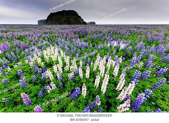Landscape with Alaskan lupine (Lupinus nootkatensis), Iceland